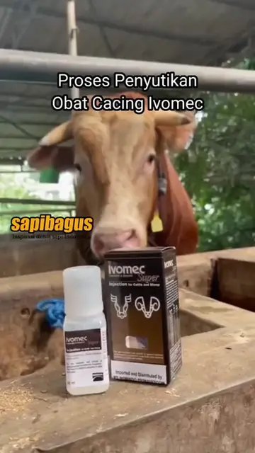 Pemberian-Obat-Cacing-Ivomec